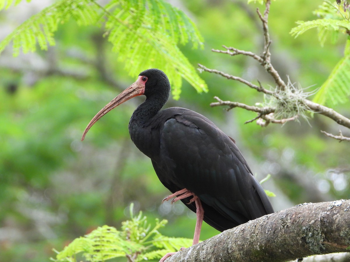 Ібіс чорний - ML646965060