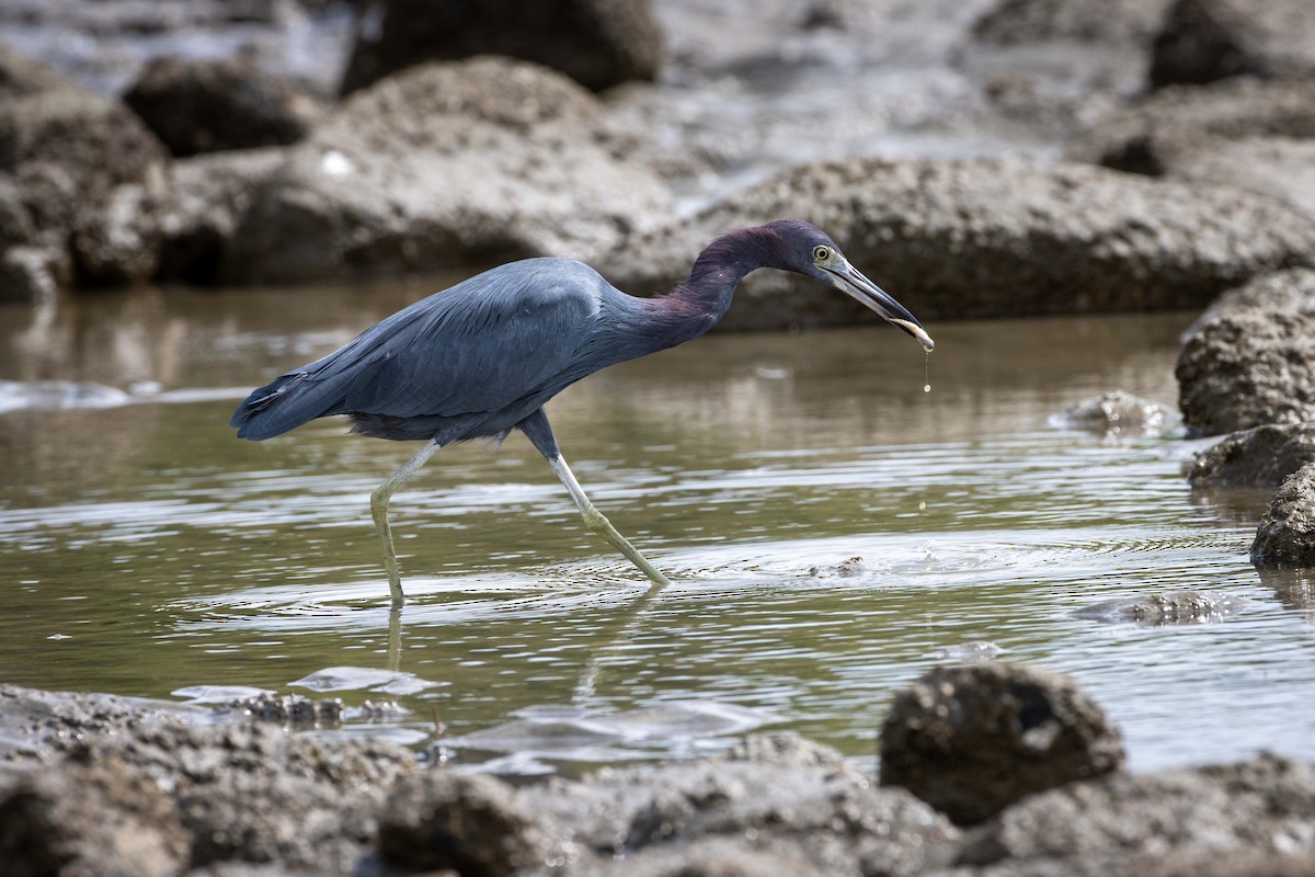 Little Blue Heron - ML646965061