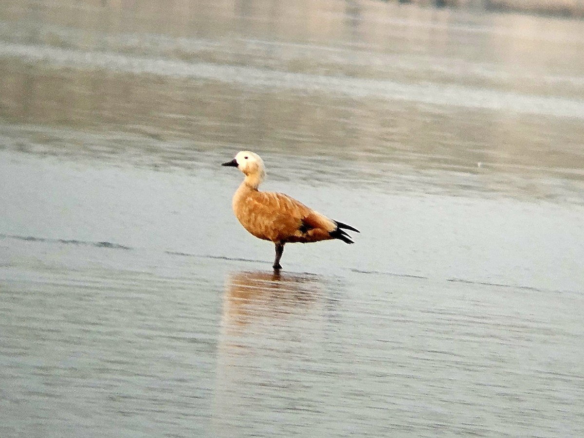 Огарь - ML646965065