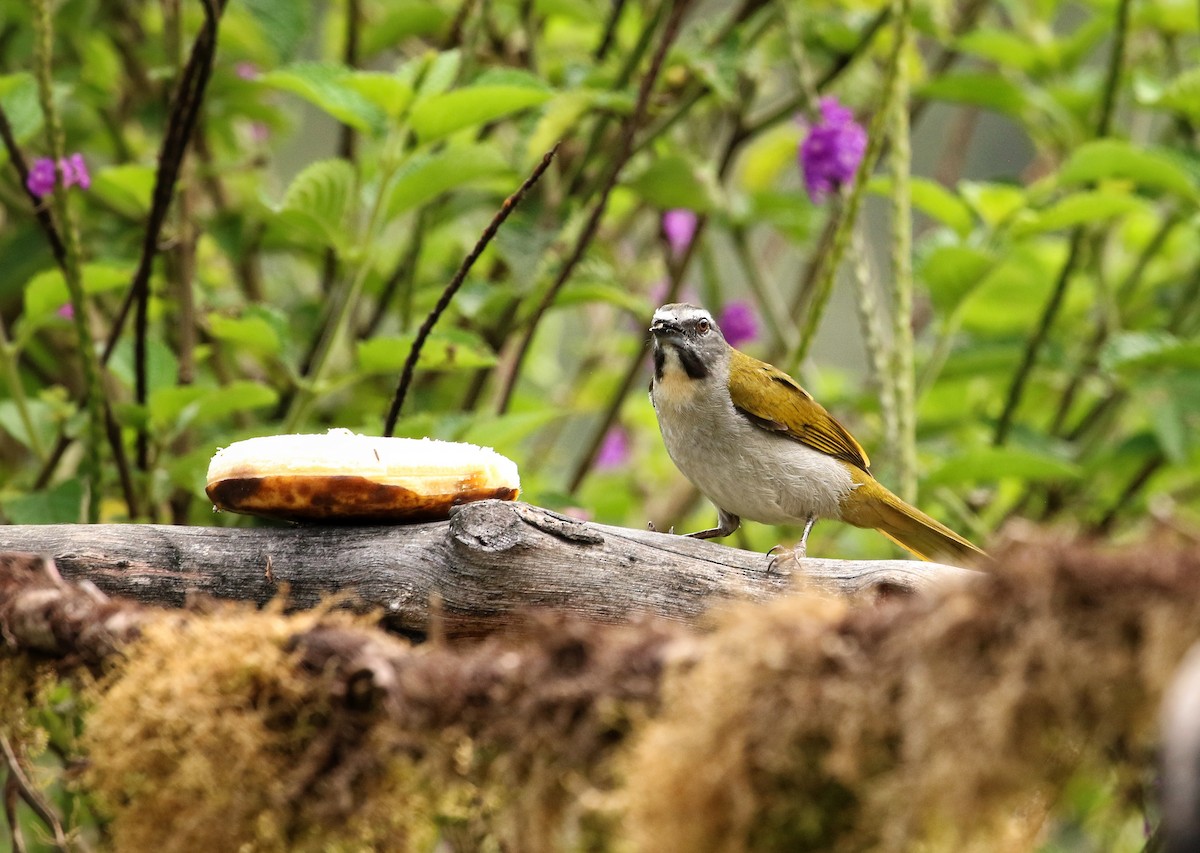 Buff-throated Saltator - ML646965068