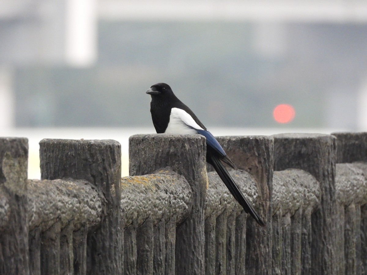 Orientelster - ML646965071