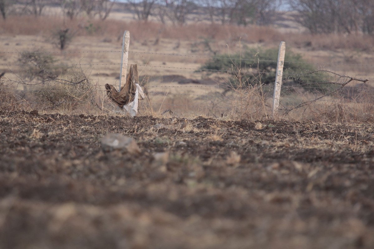 Indian Courser - ML646965074