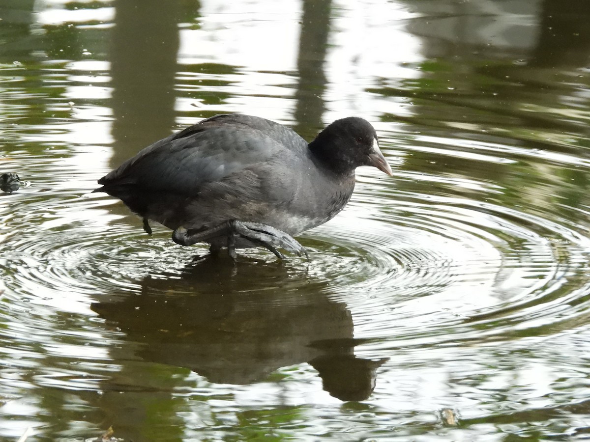 sothøne - ML646965077