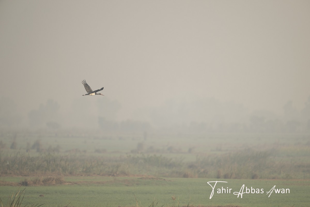 Cigogne noire - ML646965079