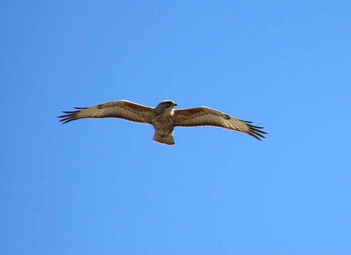 歐亞鵟 - ML646965080