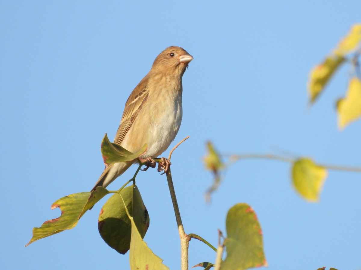 hýl rudý - ML646965083