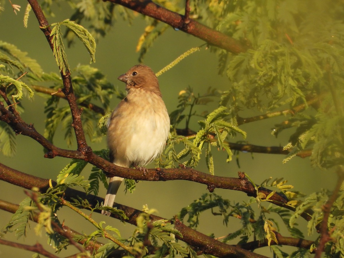 hýl rudý - ML646965084