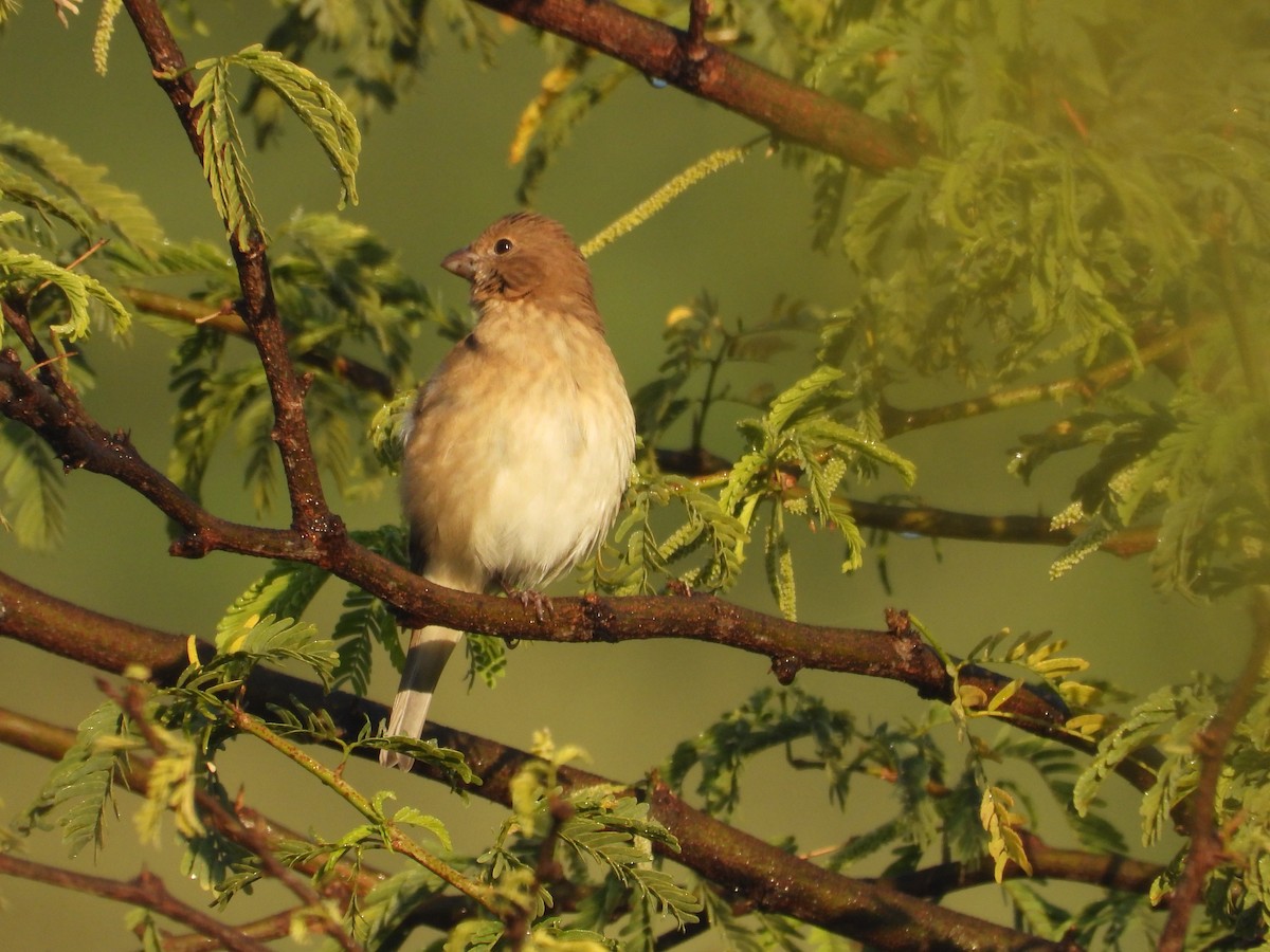 hýl rudý - ML646965085