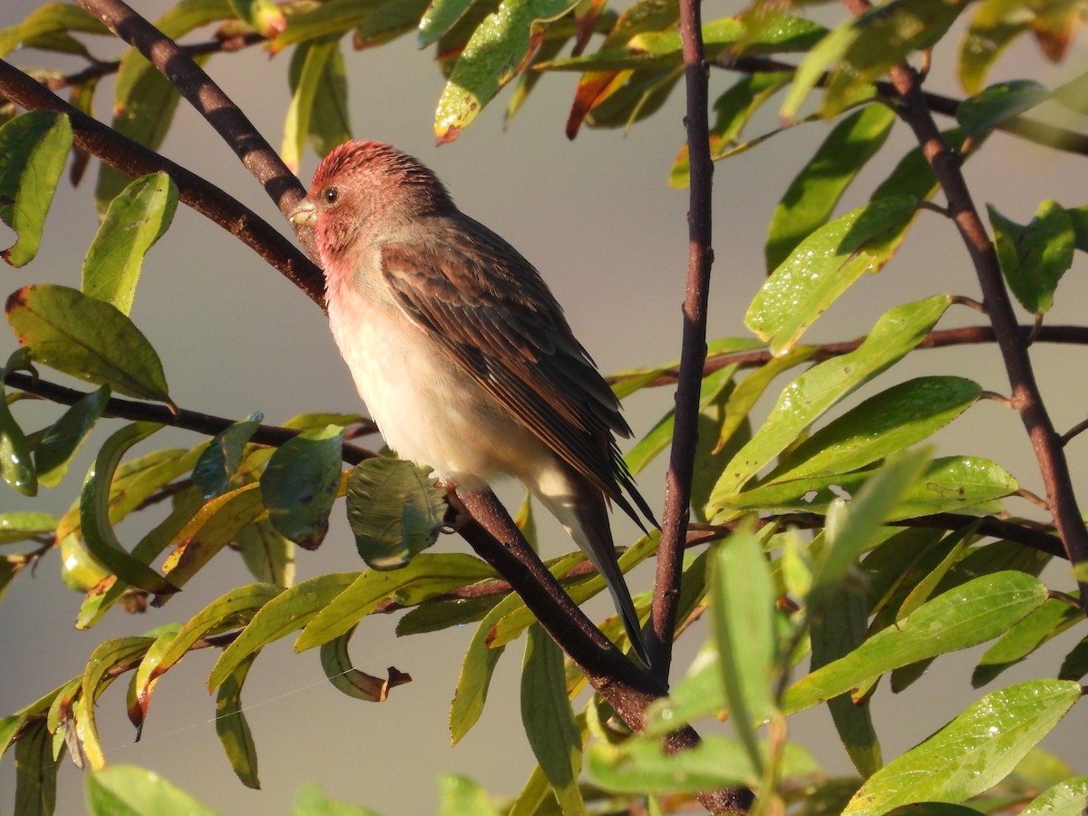 hýl rudý - ML646965086