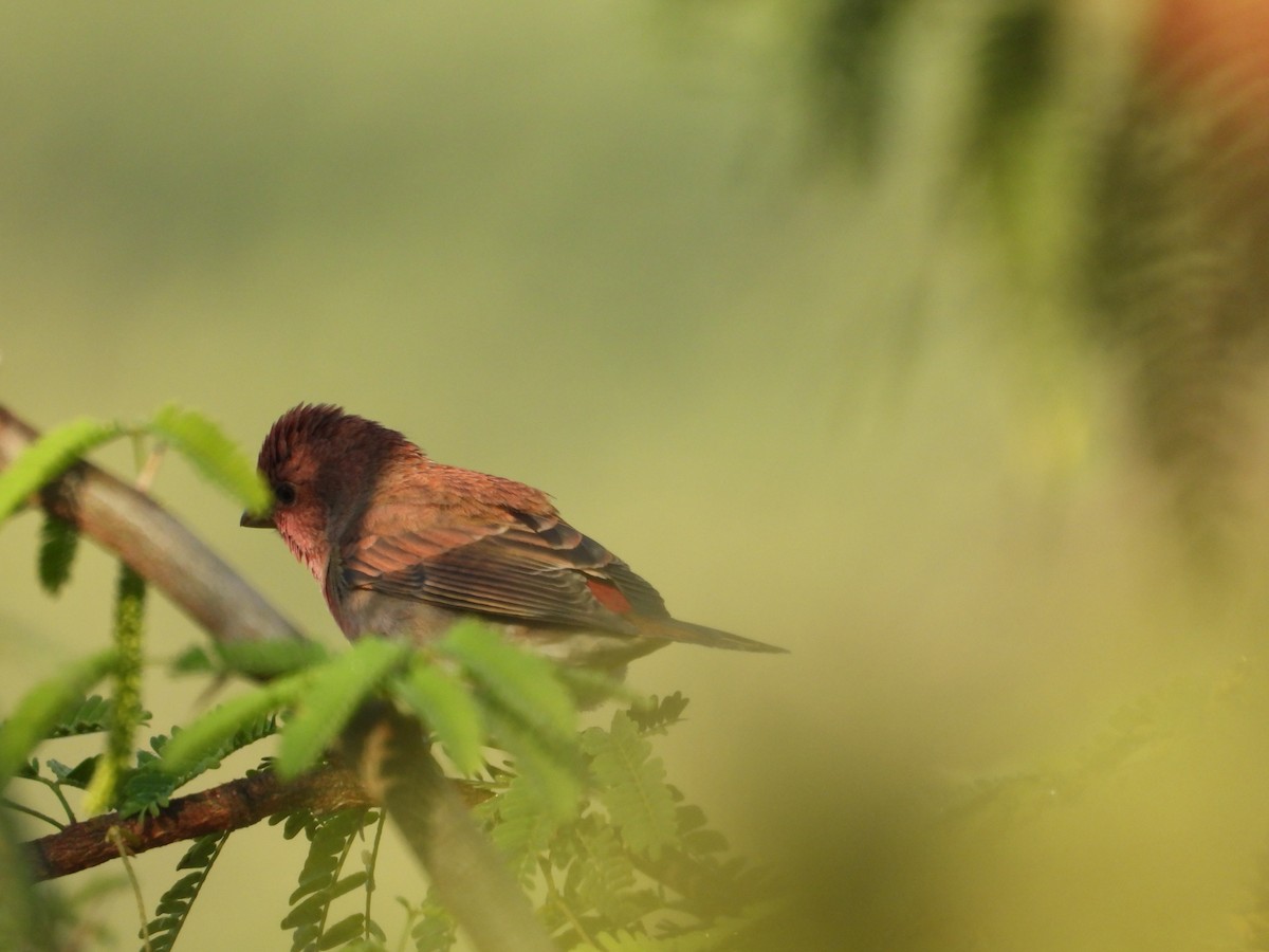 hýl rudý - ML646965087