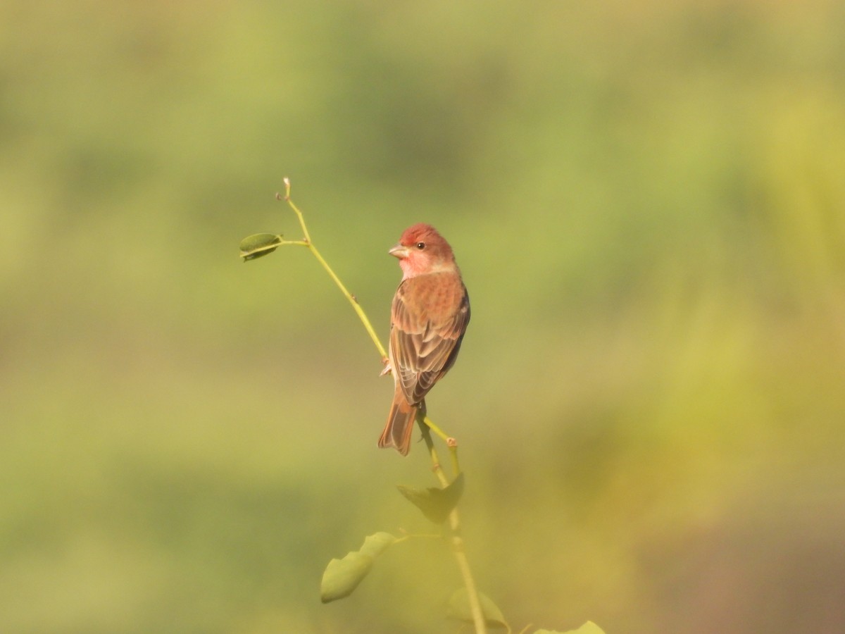 hýl rudý - ML646965088