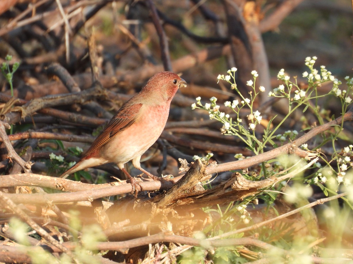 hýl rudý - ML646965089