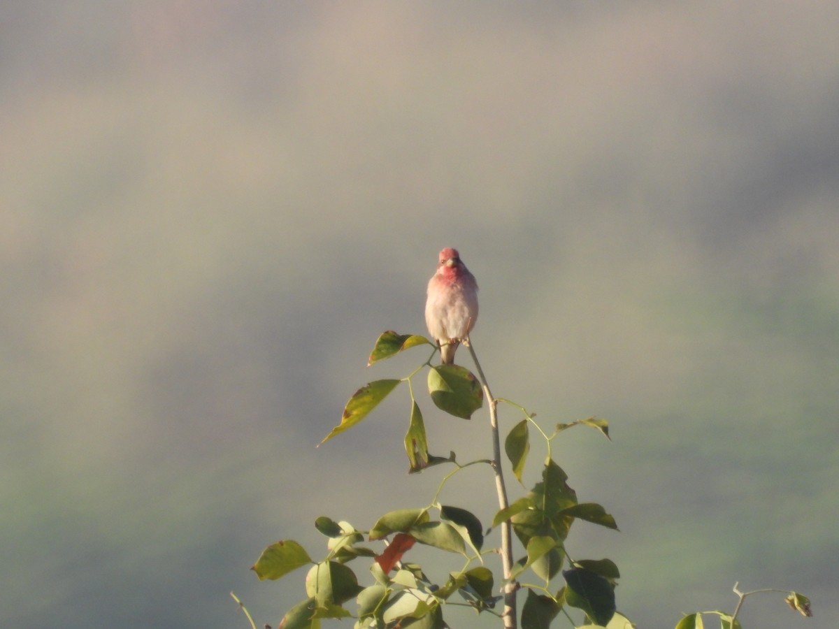 hýl rudý - ML646965090