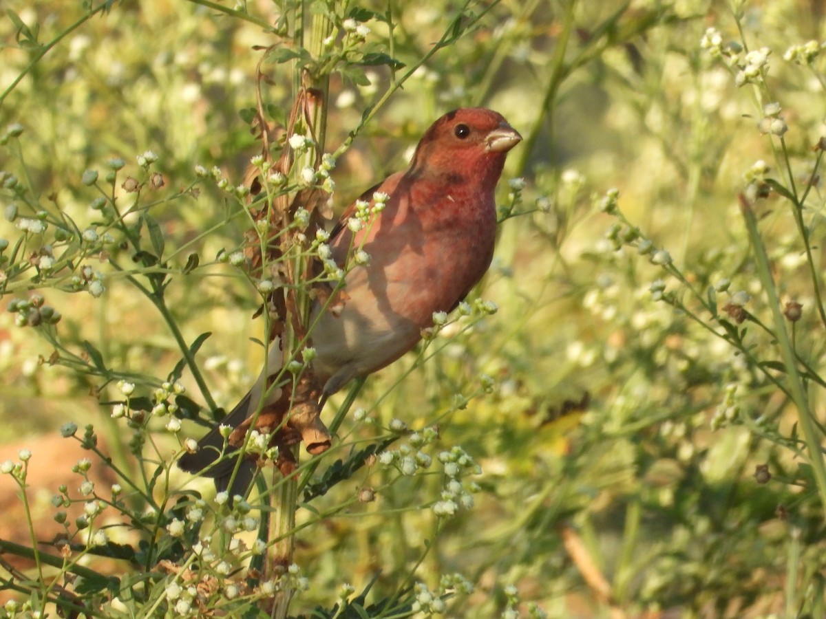 hýl rudý - ML646965091