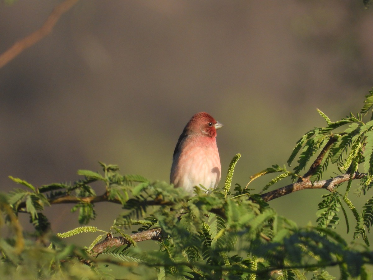 hýl rudý - ML646965092