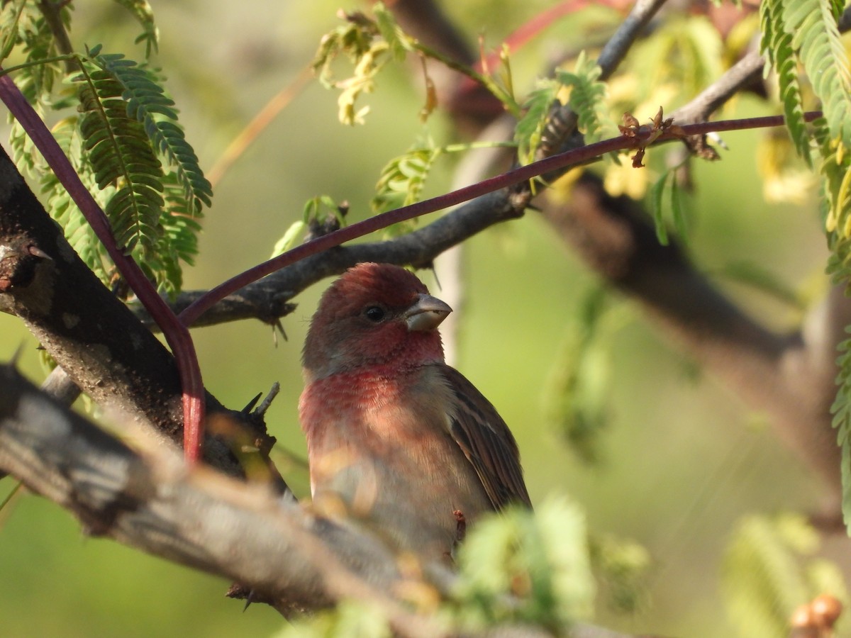 hýl rudý - ML646965093