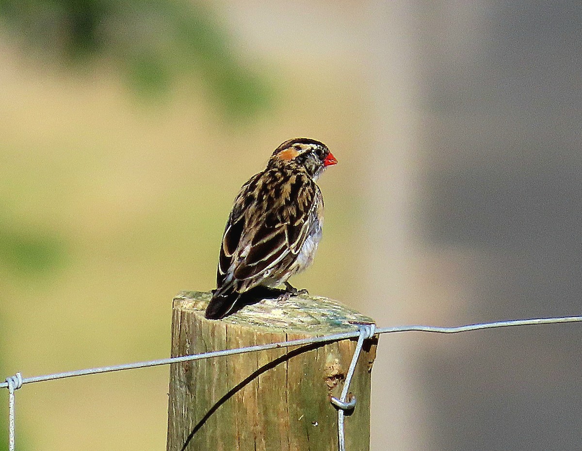 針尾維達雀 - ML646965094