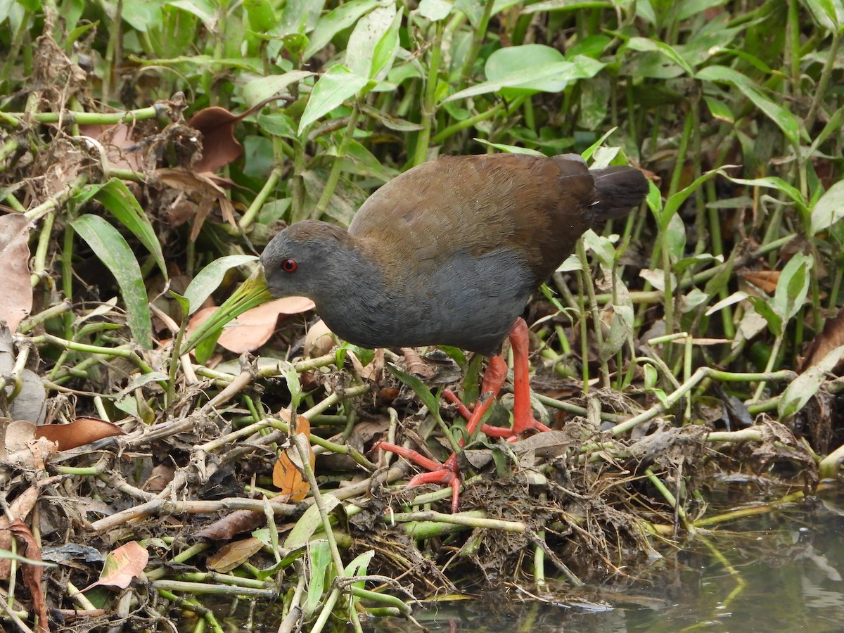 Пастушок світлогорлий - ML646965098