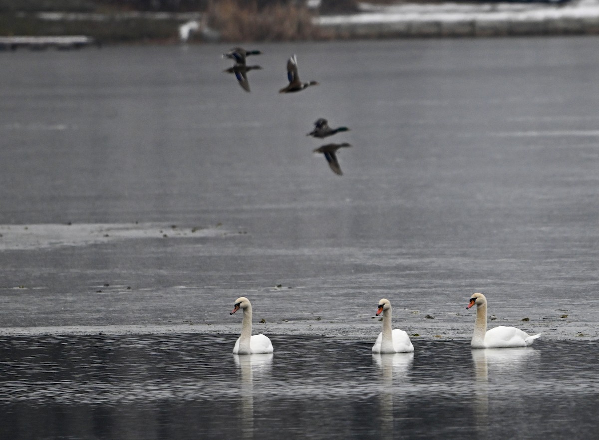 Mute Swan - ML646965100