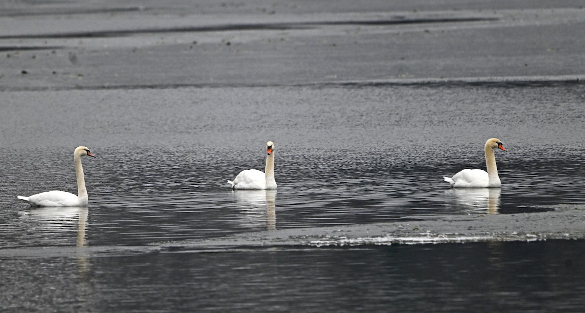 Mute Swan - ML646965101