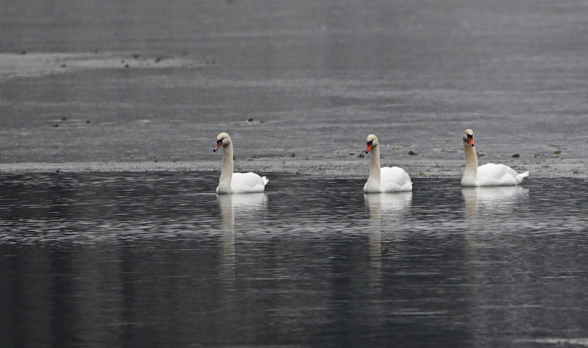 Mute Swan - ML646965102