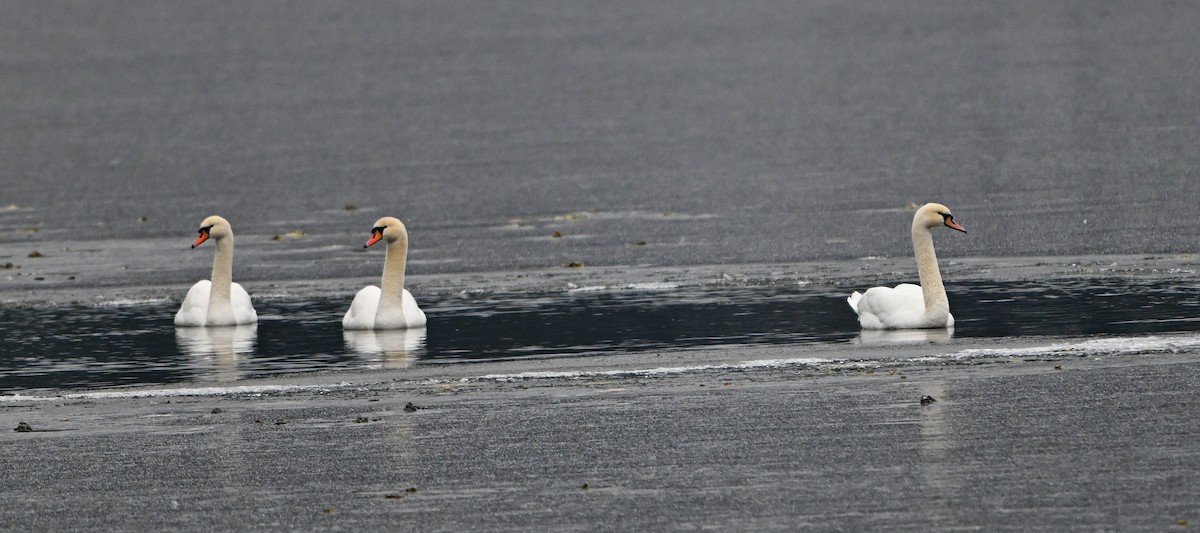 Mute Swan - ML646965103