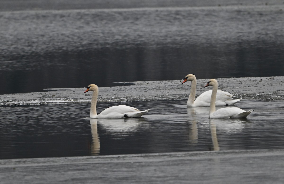 Mute Swan - ML646965104
