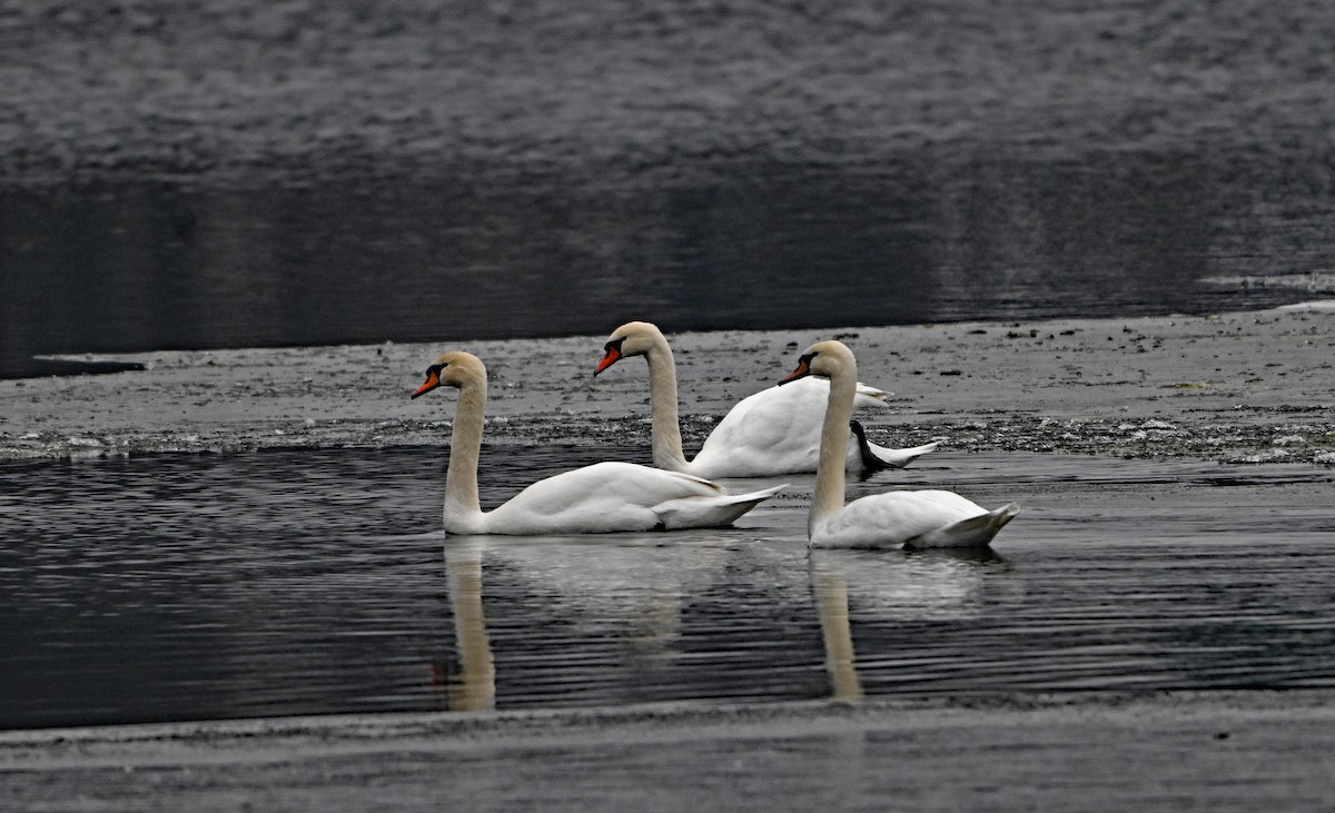 Mute Swan - ML646965105