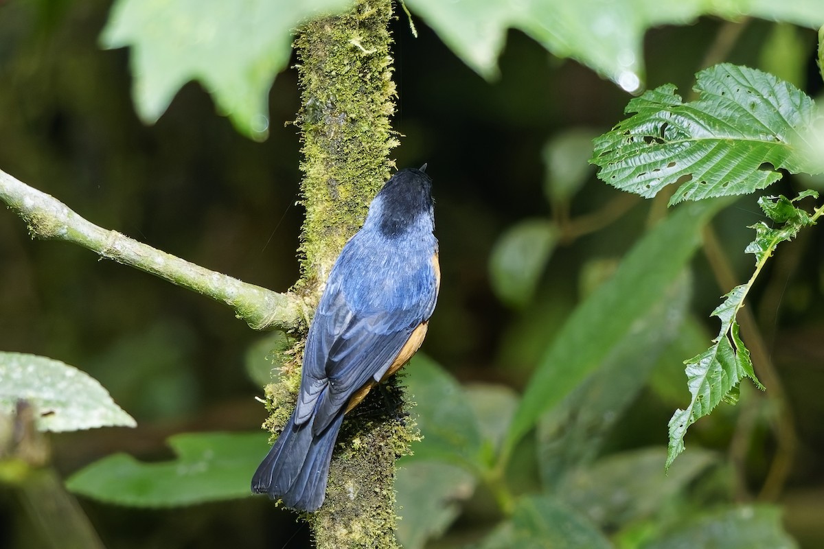Blue-backed Conebill - ML646965109