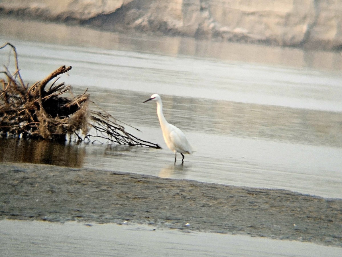 Малая белая цапля - ML646965110