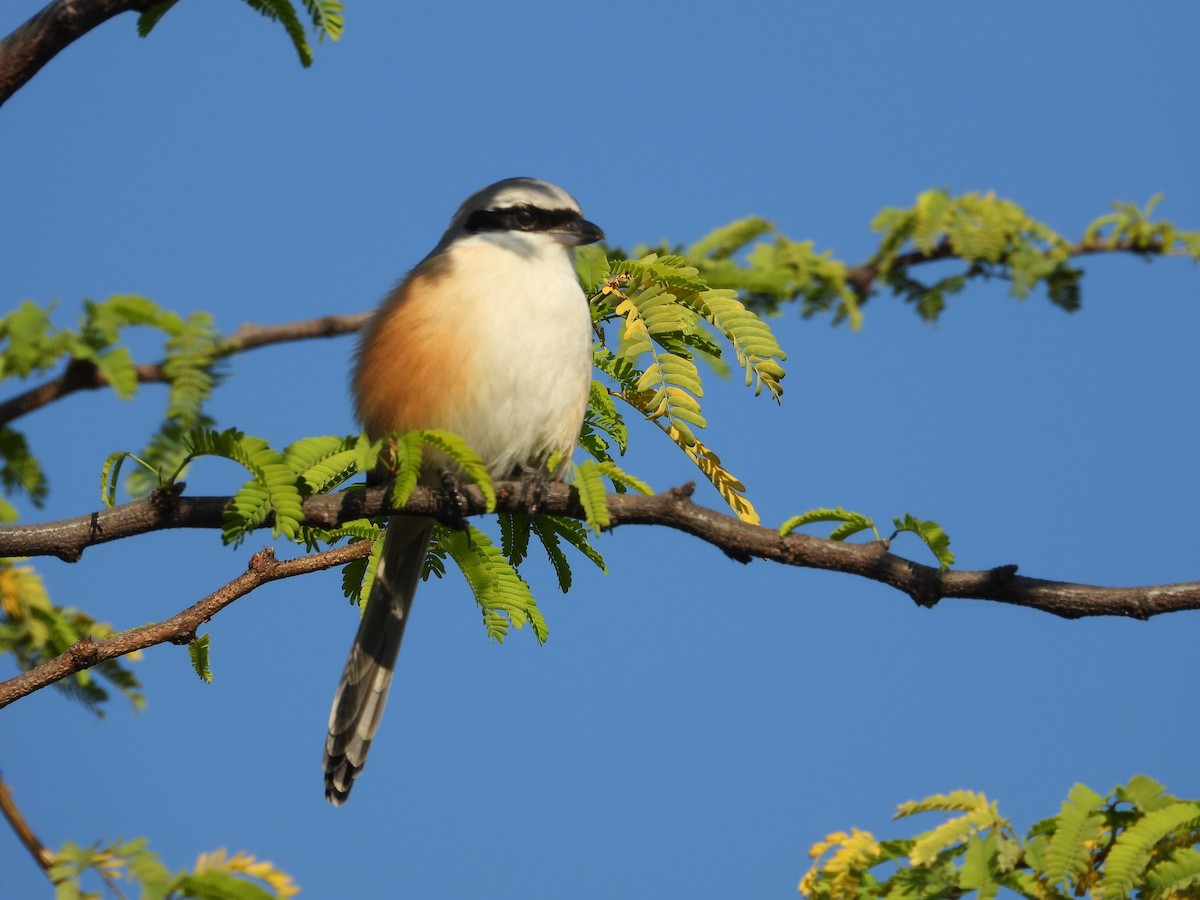 Сорокопуд довгохвостий - ML646965112