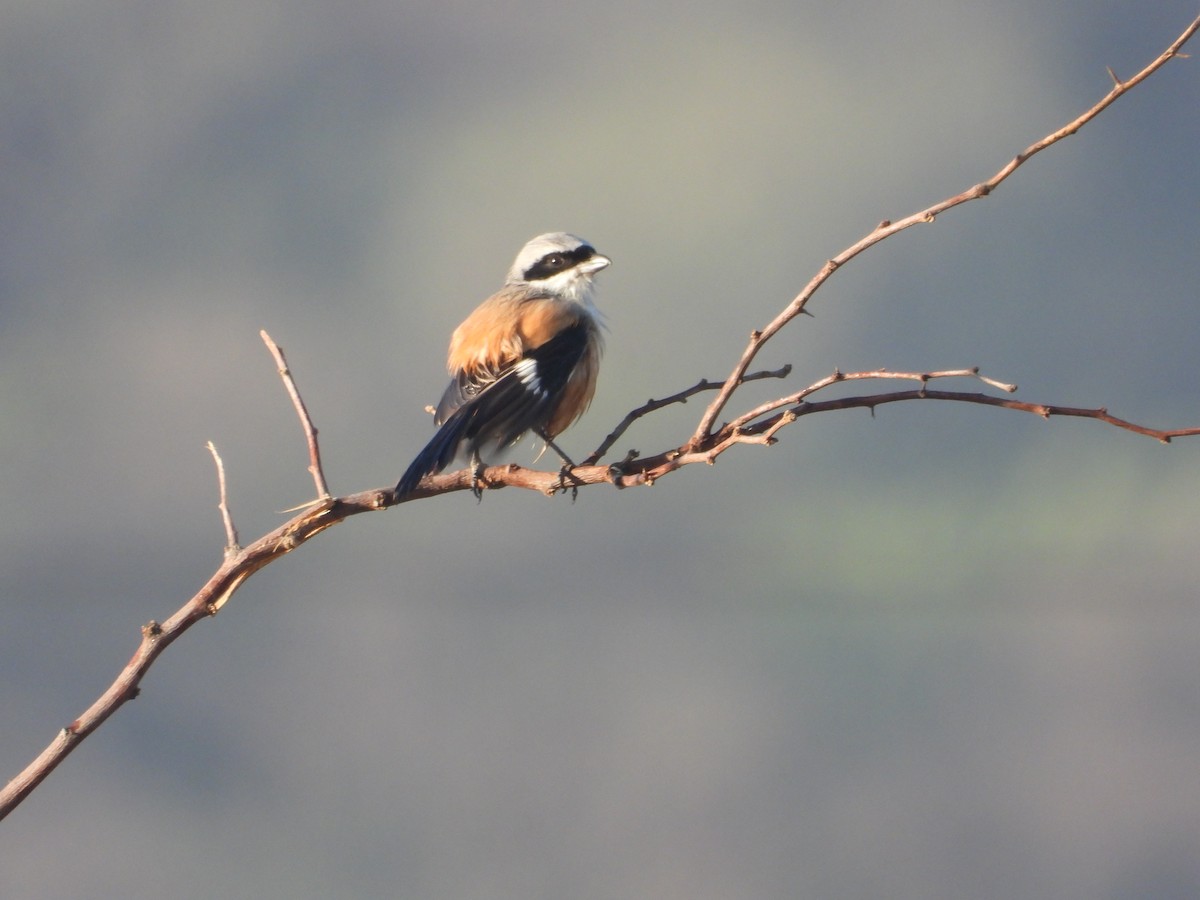 Сорокопуд довгохвостий - ML646965113