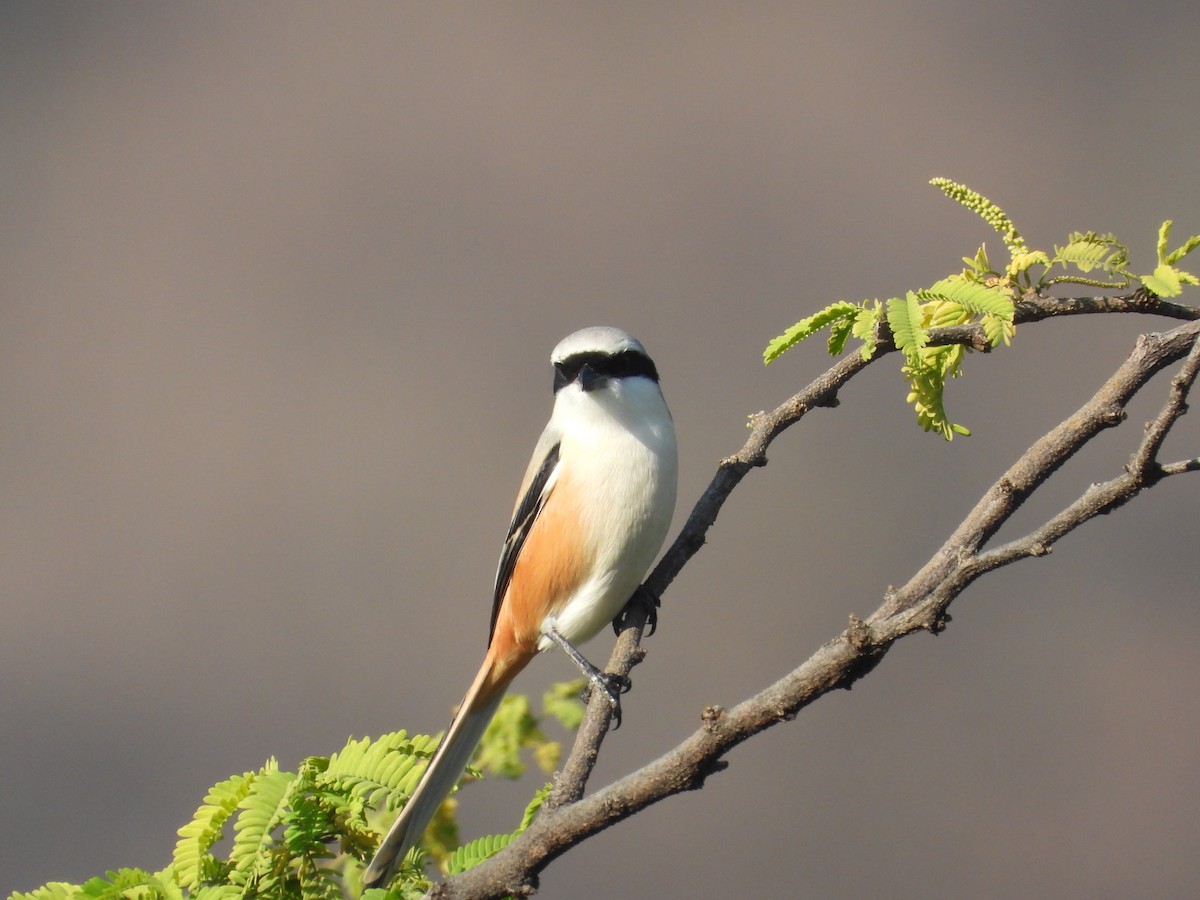 Сорокопуд довгохвостий - ML646965114