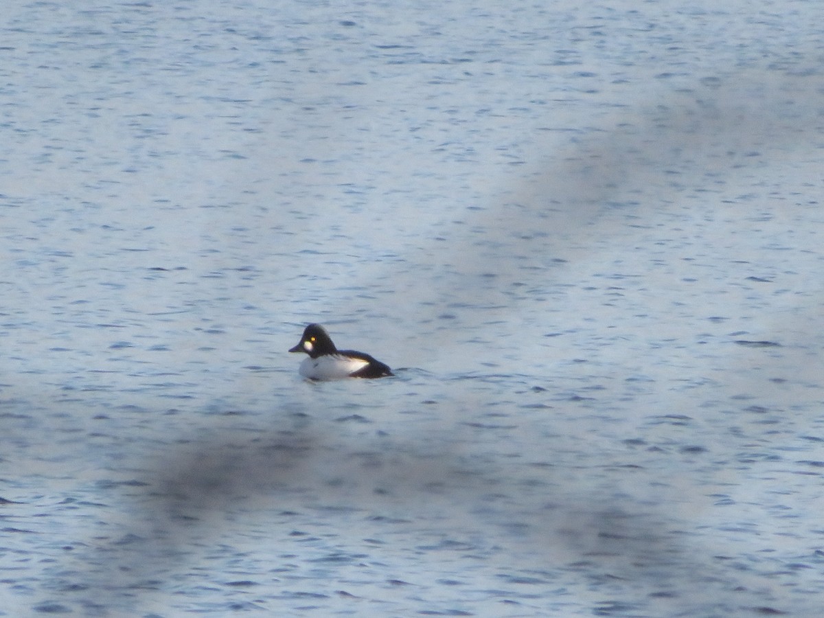 Common Goldeneye - ML646965115