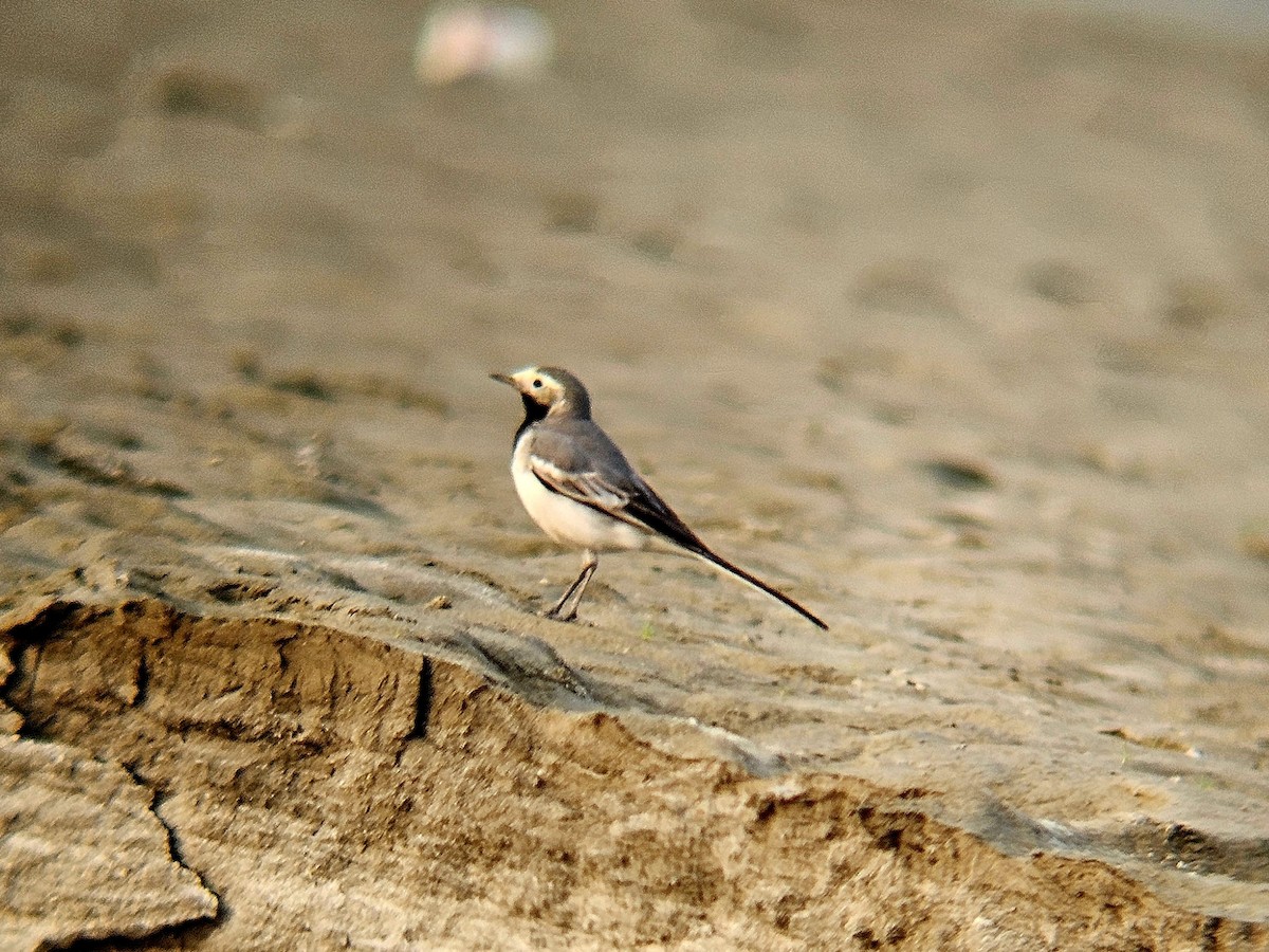 Белая трясогузка - ML646965116