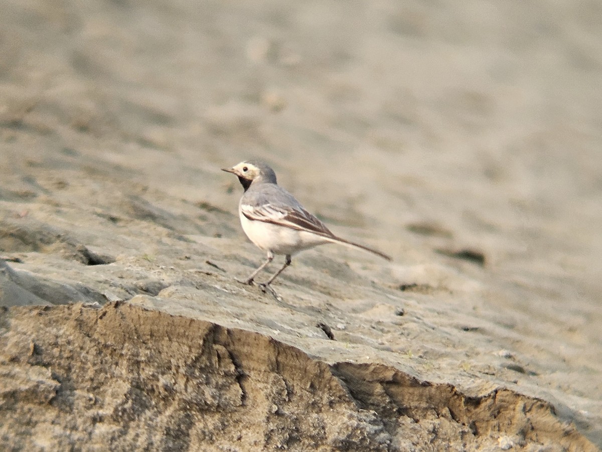 Белая трясогузка - ML646965117