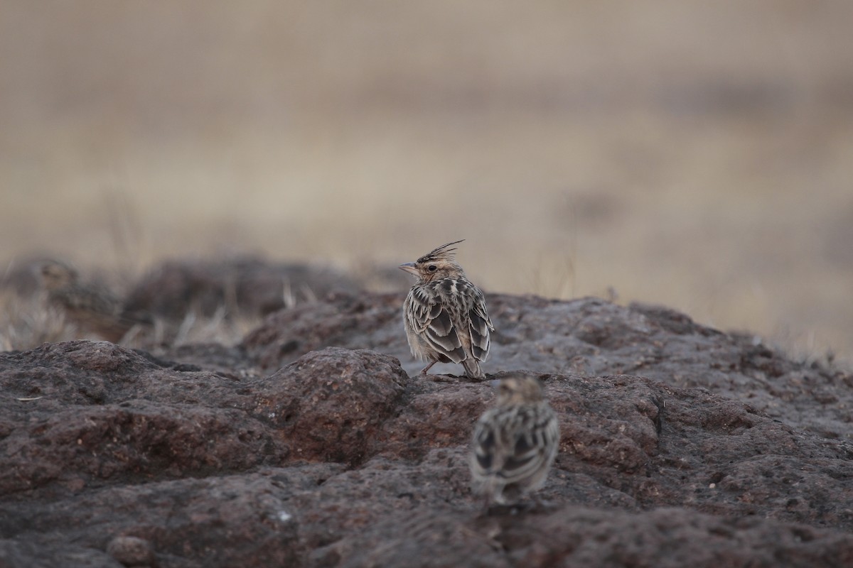 Tawny Lark - ML646965118