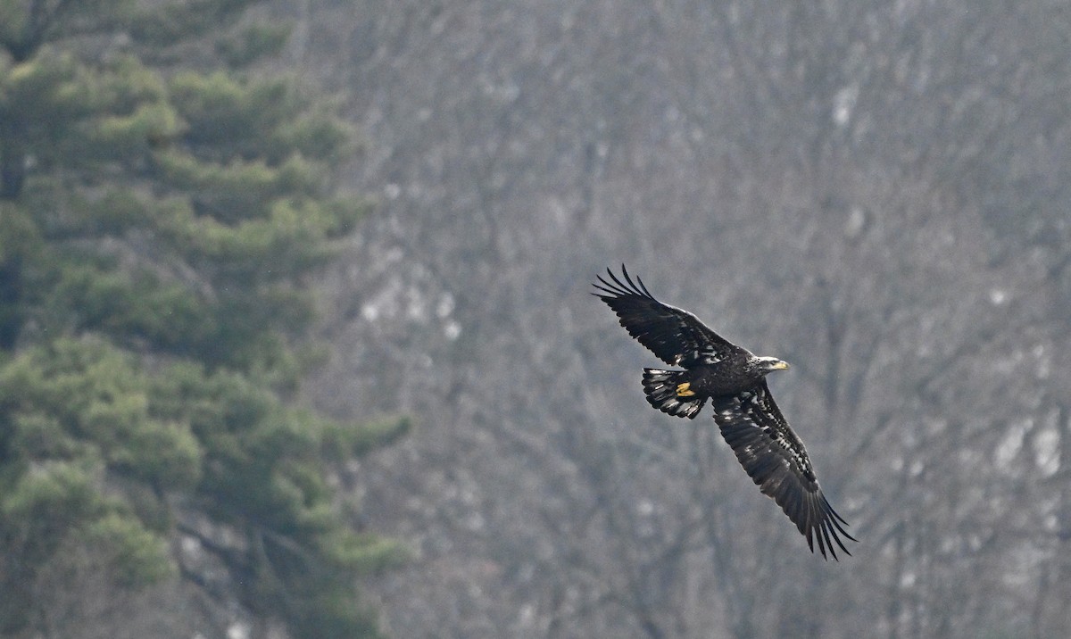 Bald Eagle - ML646965119