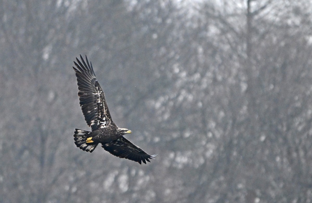 Bald Eagle - ML646965120