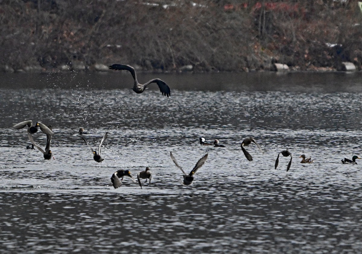 Bald Eagle - ML646965121