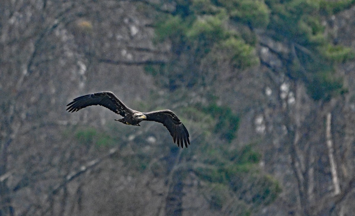 Bald Eagle - ML646965122