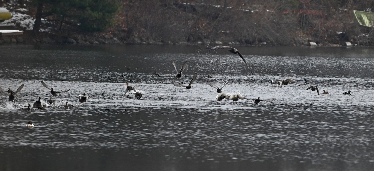 Bald Eagle - ML646965123