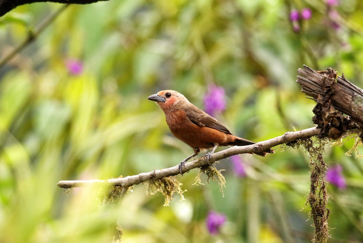 Silver-beaked Tanager - ML646965124
