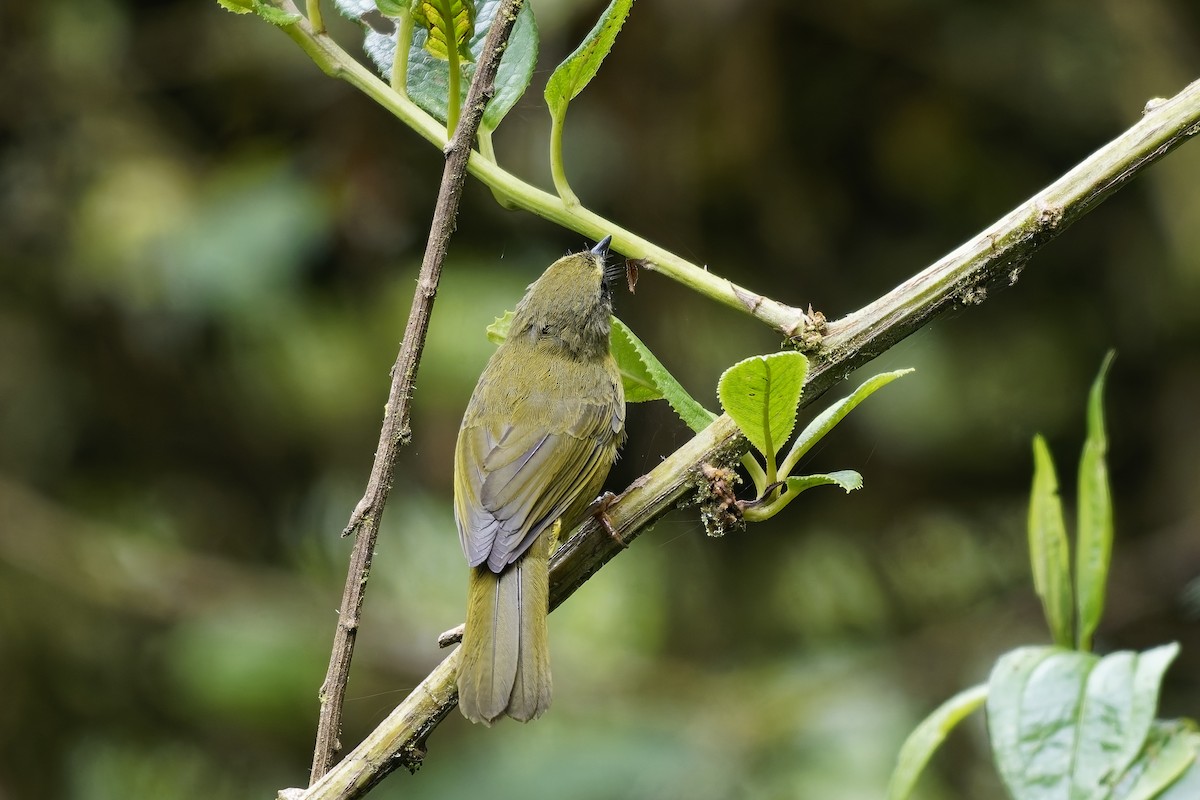 Oleaginous Hemispingus - ML646965125