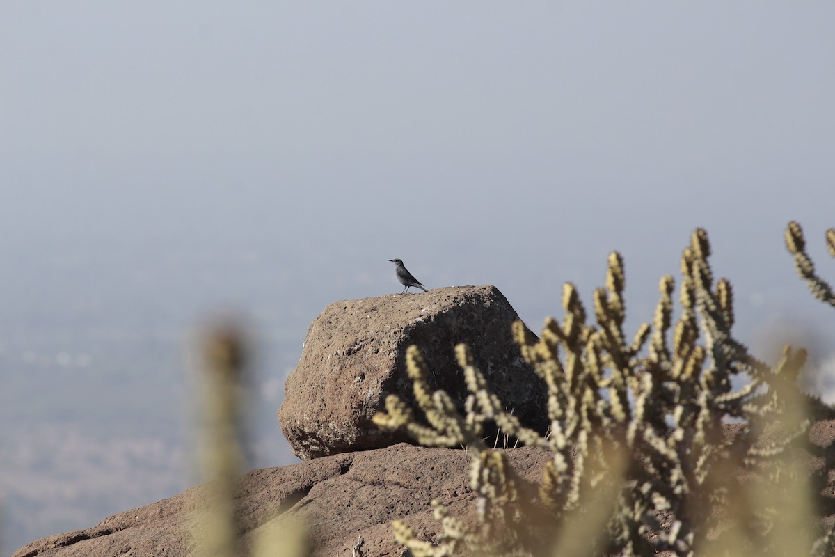 Blue Rock-Thrush - ML646965127