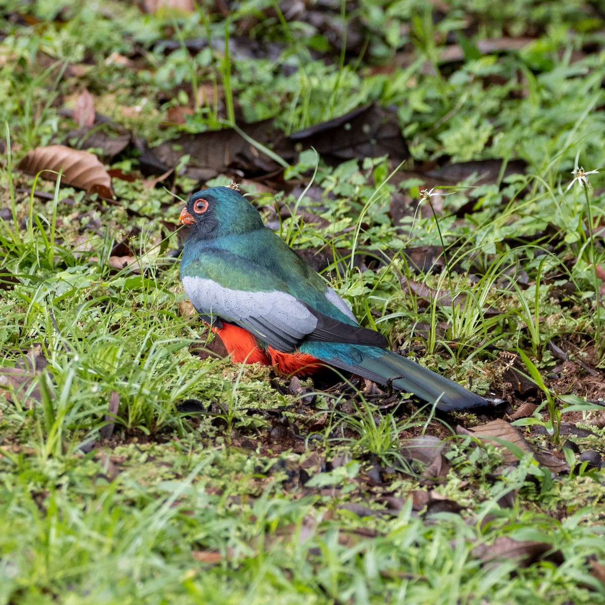 Slaty-tailed Trogon - ML646965128