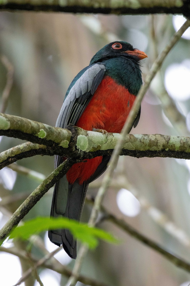 Slaty-tailed Trogon - ML646965129