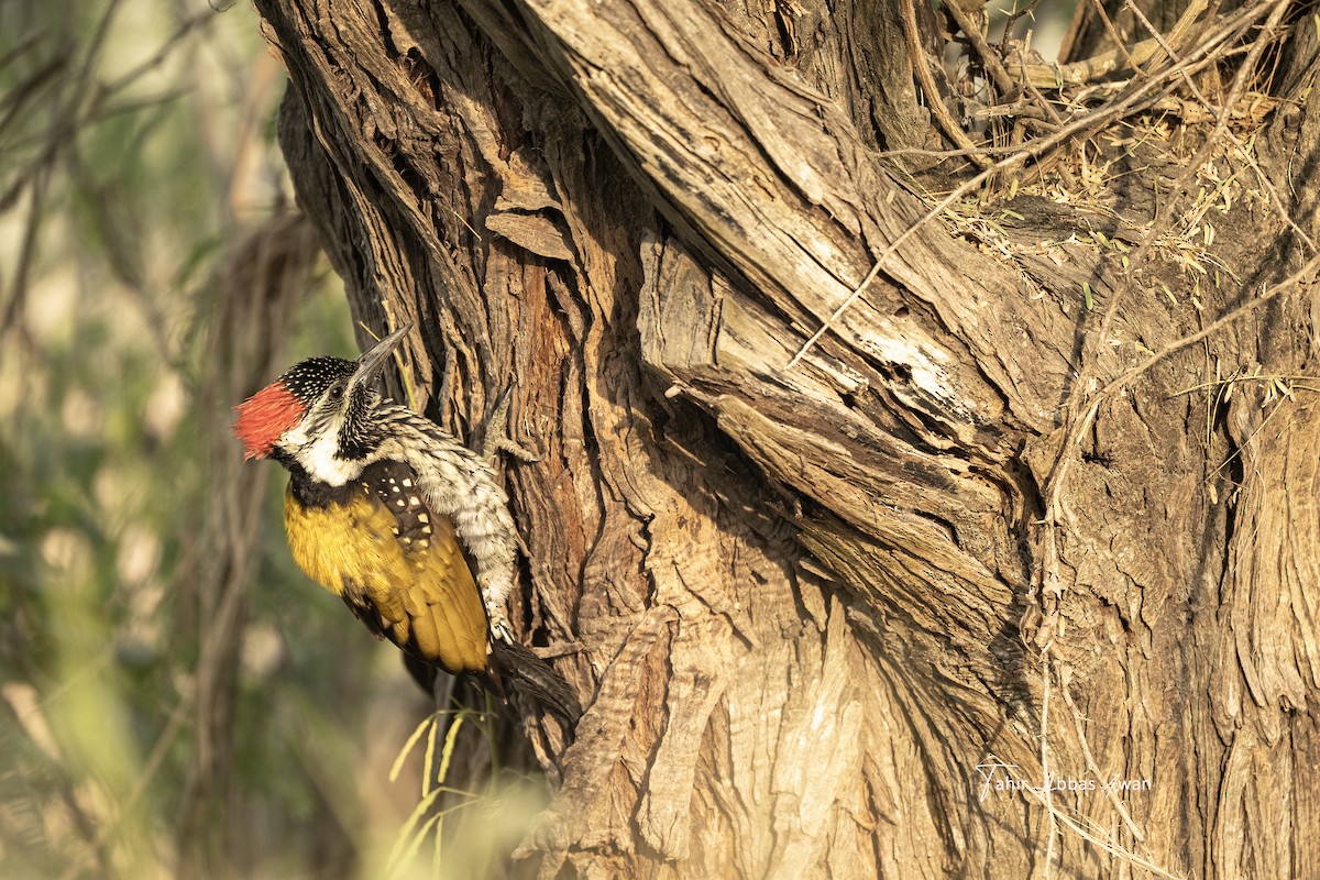 Pic du Bengale - ML646965132