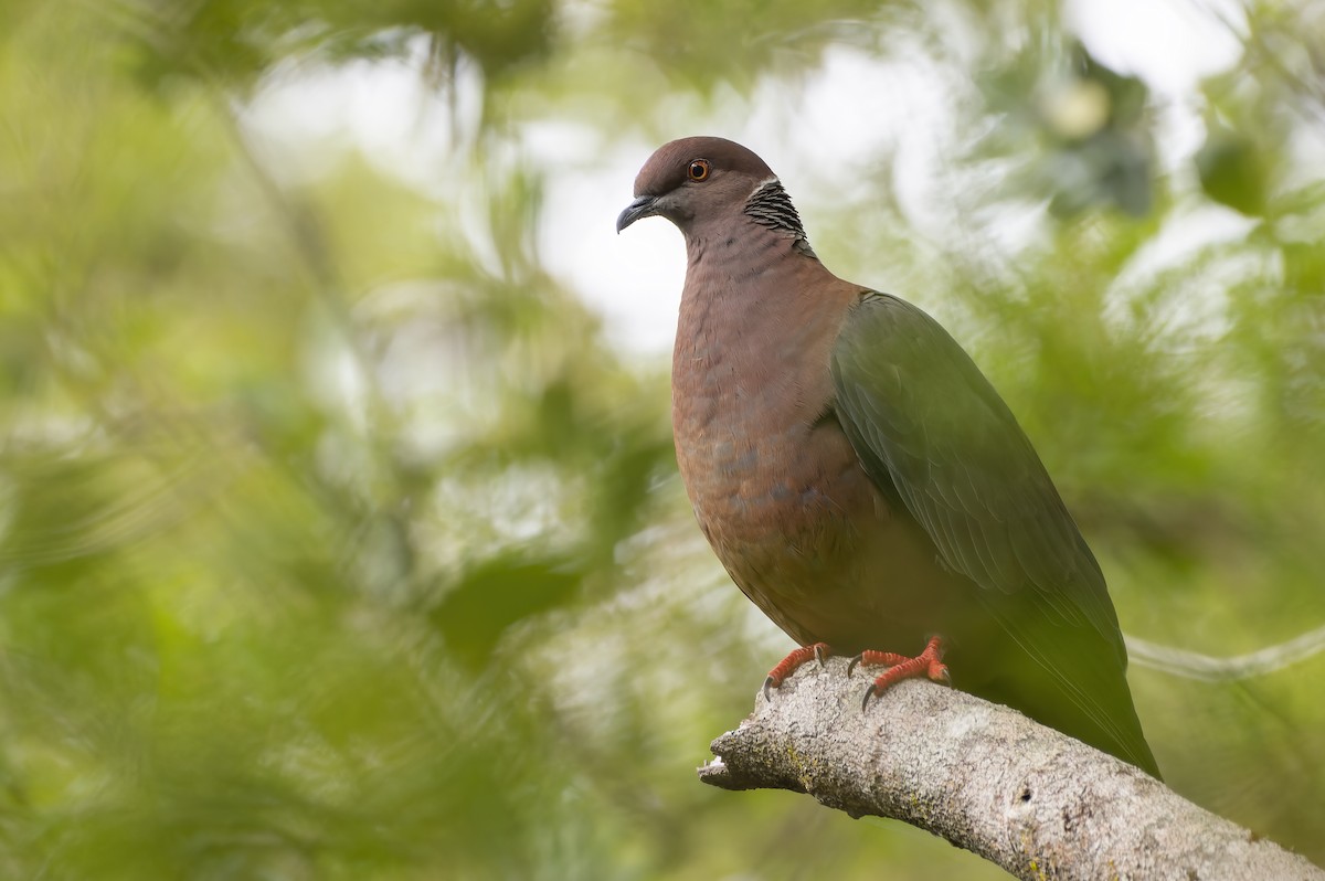 Chilean Pigeon - Francisco Castro Carmona