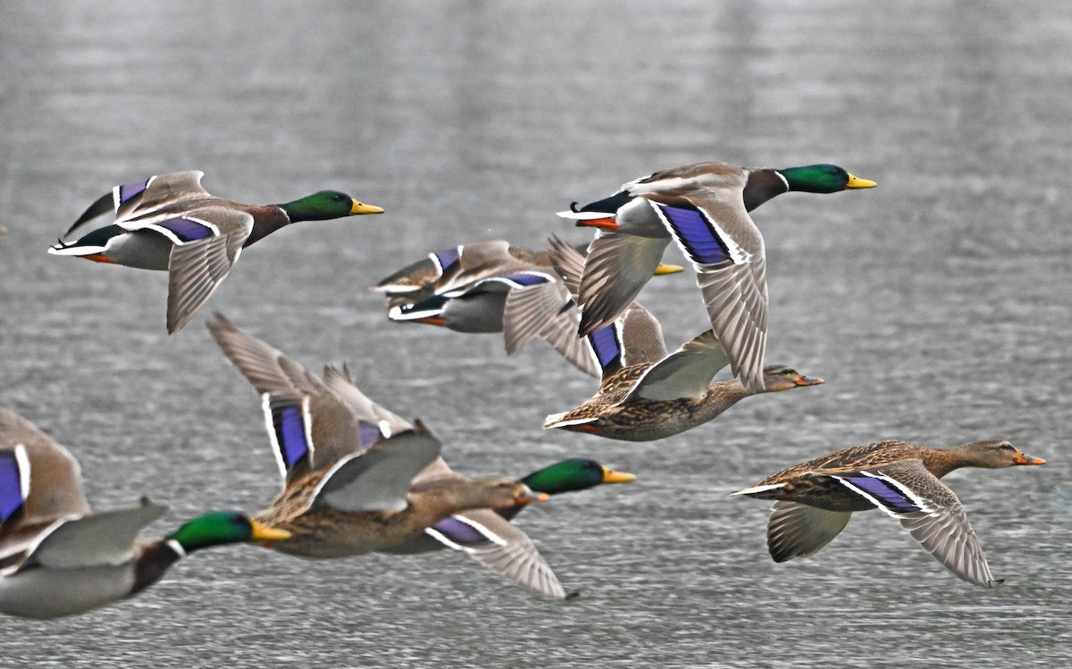 Mallard - ML646965171